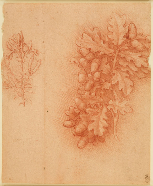 Leonardo da Vinci, Oak (Quercus robur) and dyer