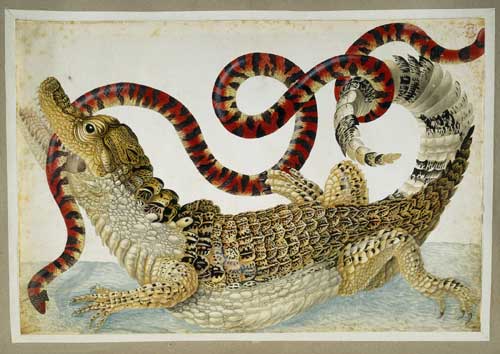 Maria Sibylla Merian, drawing of a Surinam caiman fighting a South
American false coral snake. Surinam or Amsterdam, about AD 1699-1705.
30.6 x 45.4 cm © British Museum