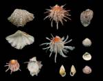 A selection of shells from the collection of Rev. C.M Cracherode, 
              bequeathed to the British Museum in 1799 including the thorny oyster. 
              © Natural History Museum