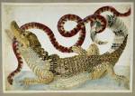 Maria Sibylla Merian, drawing of a Surinam caiman fighting a South 
              American false coral snake. Surinam or Amsterdam, about AD 1699-1705. 
              30.6 x 45.4 cm © British Museum