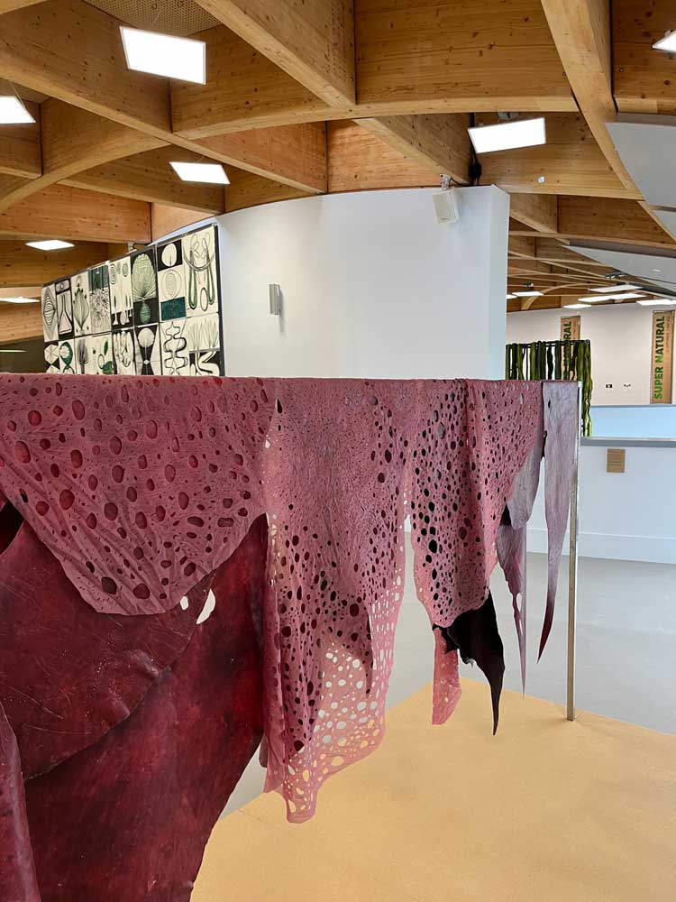 Ingela Ihrman, Sea Belt, 2019. Algae sculpture, installation view, the Eden Project. Photo: Veronica Simpson.
