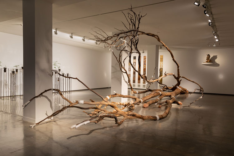 Janet Laurence: After Nature, installation view, Museum of Contemporary Art Australia, Sydney, 2019. Image courtesy the Museum of Contemporary Art Australia © the artist. Photo: Zan Wimberley.