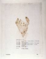 Mary Kelly. Post-Partum Document, 1973&ndash;79. <em>Documentation I, Analysed Faecal Stains and Feeding Charts</em>, (detail) 1974. Perpsex units, white card, diaper linings, plastic sheeting, paper,ink, 31 units, 28 x 35.5 cm each. Courtesy Werner Kaligofsy and the artist. Collection of the Art Gallery of Ontario.