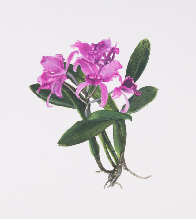 Maryam Najd, Botanic: National Amalgamation Project (detail). Guaria Morada (Guarianthe skinneri). Costa Rica. Acrylic on paper, 11.69 x 16.54 in (29.7 x 42 cm). Photo: Miguel Benavides.