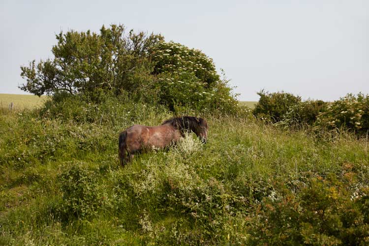 Catherine Opie, Dover, England, 2017. Pigment print, 61 x 40.6 cm (24 x 16 in). © Catherine Opie. Courtesy the artist, Thomas Dane Gallery and Regen Projects, Los Angeles.