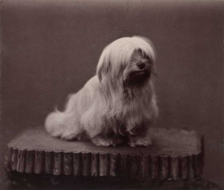 Charles Burton Barber, Minna, c1873. Royal Collection Trust / © His Majesty King Charles III 2023.