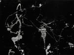 Aaron Siskind. Chicago 8, 1948. Photograph. Mark Ranney Memorial Fund. Aaron Siskind Foundation, courtesy Bruce Silverstein Gallery.