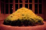 Hans Haacke.        <em>Grass Grows, </em>1969. 
Collection of Hans Haacke. © Hans Haacke/DACS 2009. Courtesy Paula Cooper Gallery, New York.